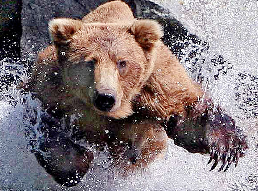 Guided Alaska Fishing Trip #4 image
