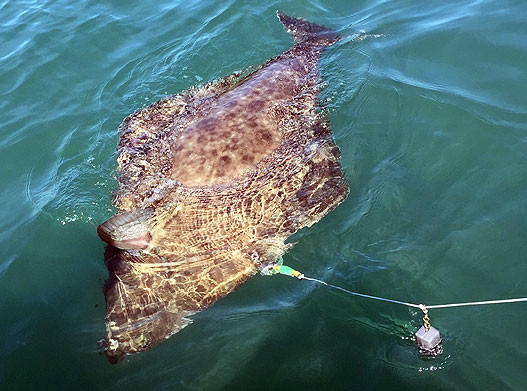 Guided Alaska Fishing Trip #3 image