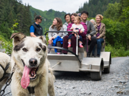 Alaska Wilderness Dog Sled Ride and Tour in Seward image