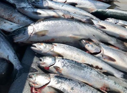 Guided Alaska Fishing Trip #5 image