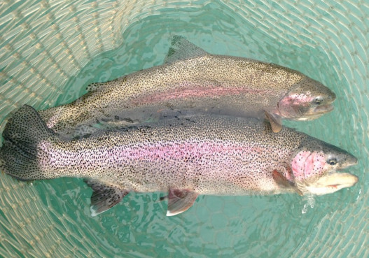 Guided Alaska Fishing Trip #2 image