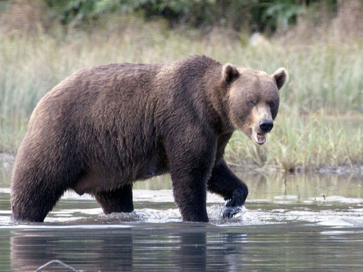 Alaska Bear Viewing Trip: Crescent Lake image