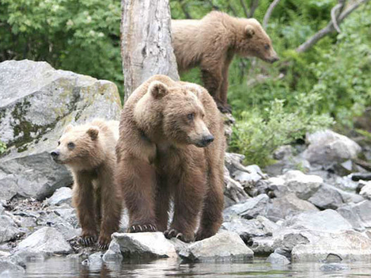 Alaska Bear Viewing Trips to Wolverine Creek image
