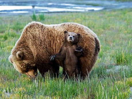 Alaska Bear Viewing Trip: Crescent Lake