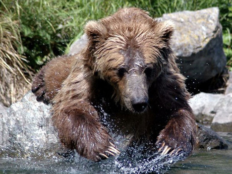 Alaska Bear Viewing Trips to Wolverine Creek
