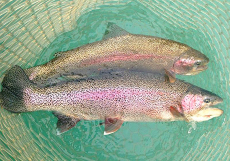 Kenai River Rainbow Trout Fishing