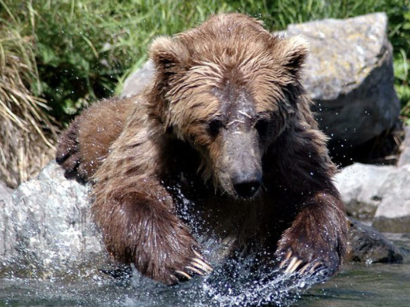Kenai Peninsula Fly In Bear Viewing: Wolverine Creek 