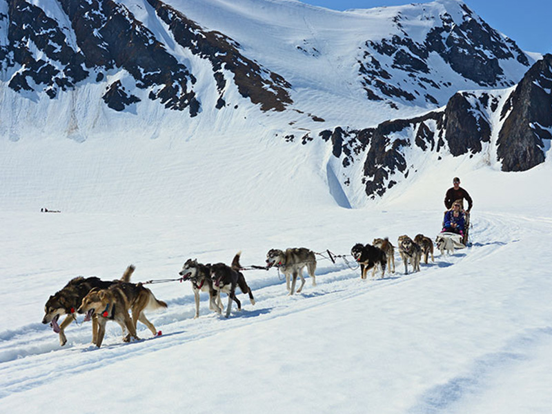 Alaska Dog Sledding Tours – Girdwood & Seward