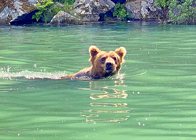 A bear in its natural habitat on the Kenai Peninsula