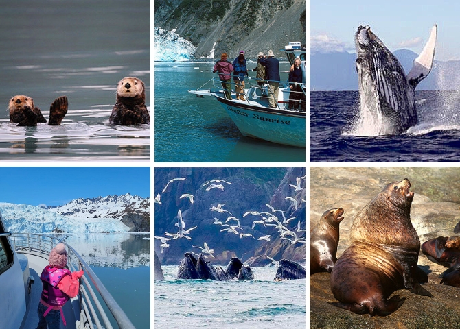 Otters, seals, sealions and whales on a Glacier & Wildlife Cruise