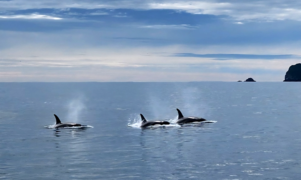 Whale viewing in Alaska